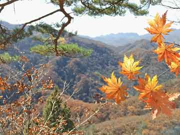 免费视频素材（1分钟免费视频素材）